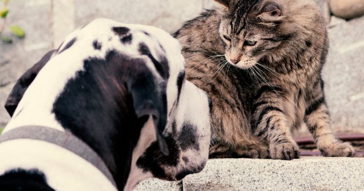 cat helping dog