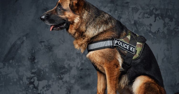 police dog vest