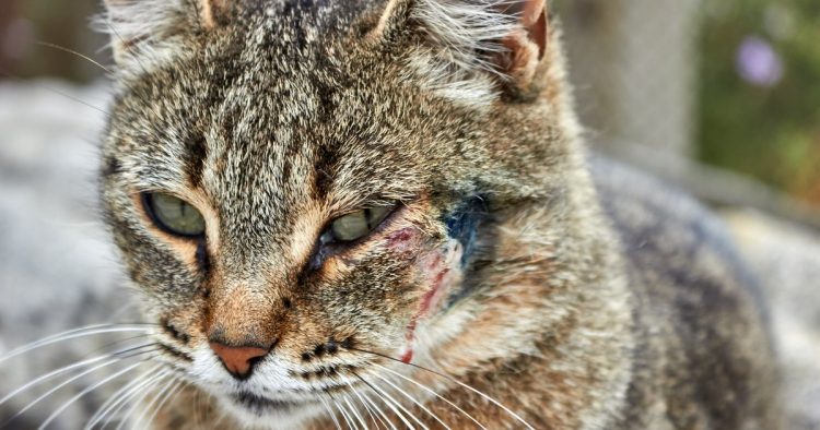 injured cat with wound