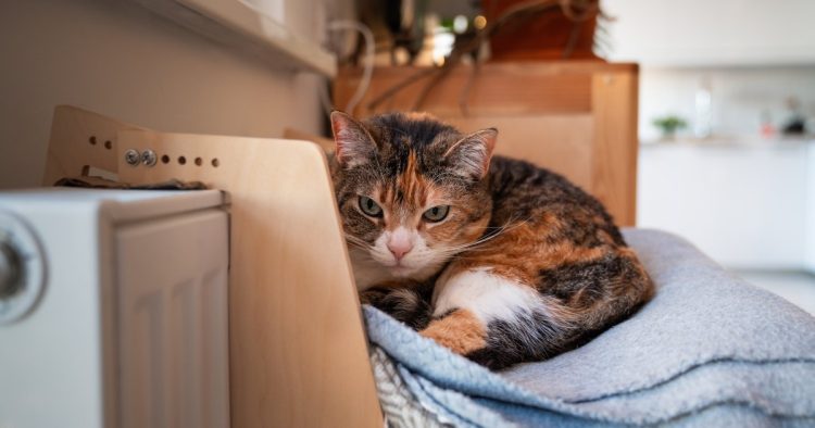 sick cat resting indoors