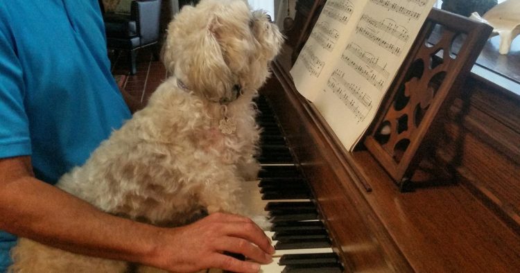 corgi dog playing piano