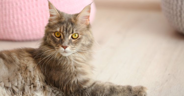 maine coon cat indoor
