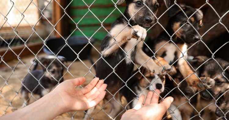 rescue dog shelter