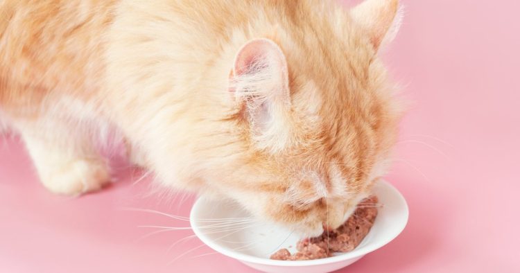 cat eating wet food bowl