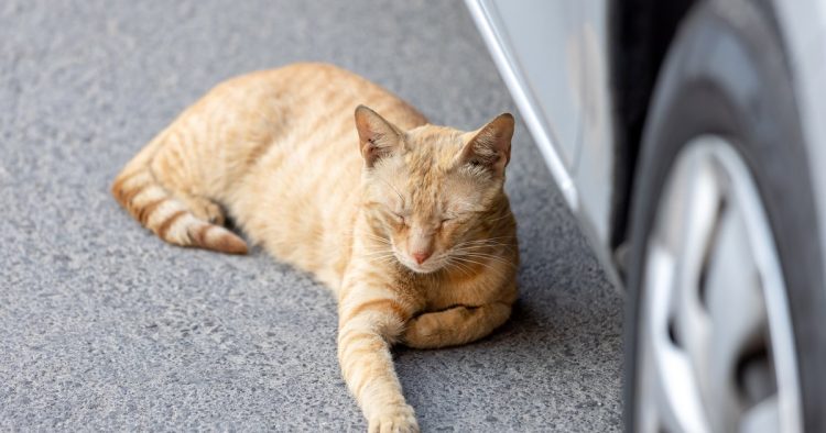 car honking at cat on road