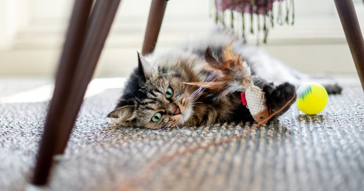 indoor cat playing with toy