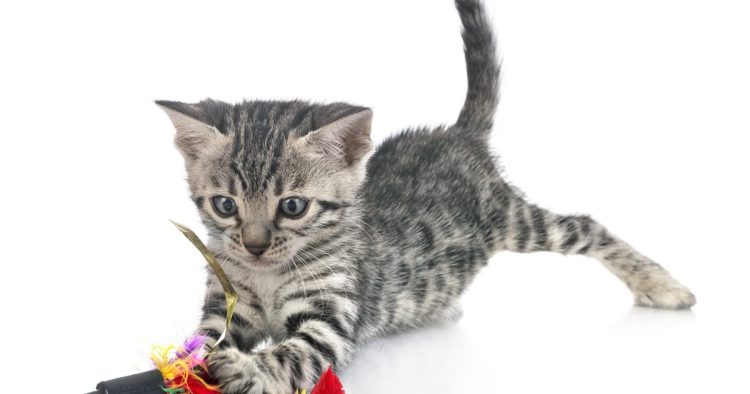 kitten playing with toy