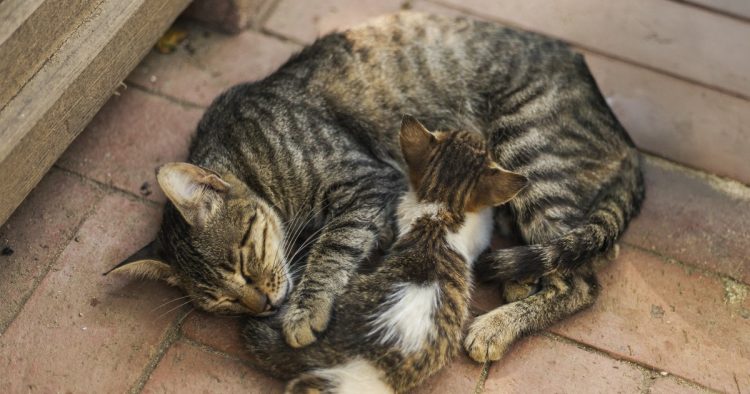 adult cat grooming kitten