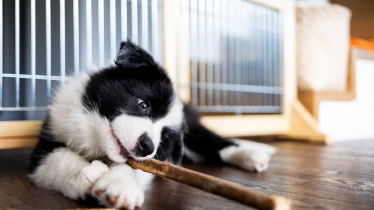 dog chewing cage bars
