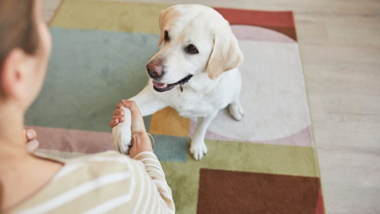 dog greeting owner