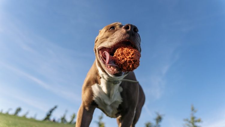 pitbull playing fetch