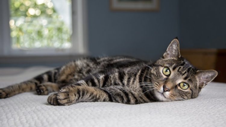 cat in foster home