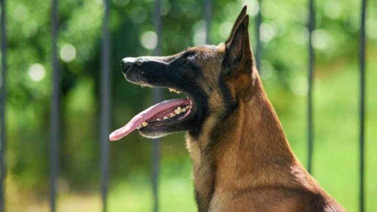 malinois dog in shelter