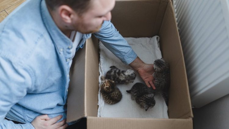 garbage collectors rescuing kittens