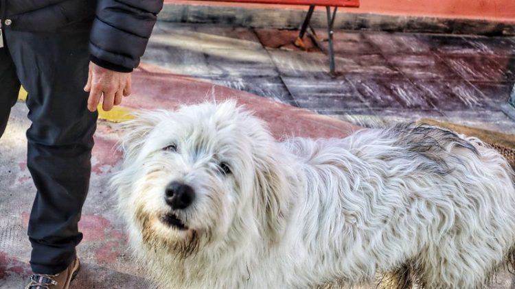 dog found after kidnapping