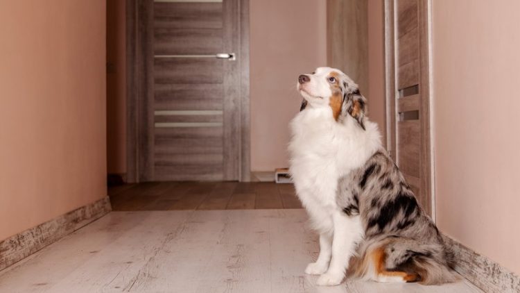 dog entering empty room