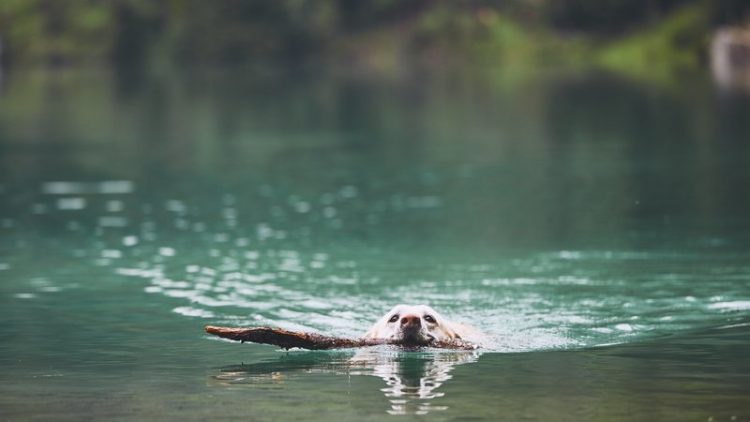 dog swimming in lake