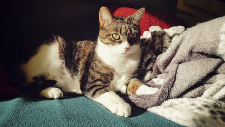 lost cat found home