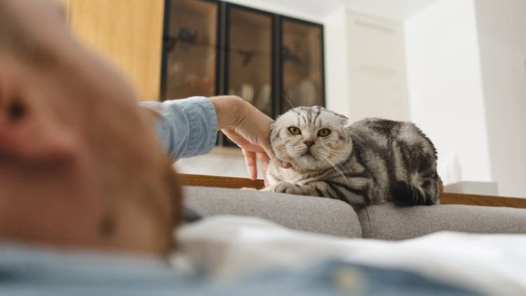 man interacting with cat