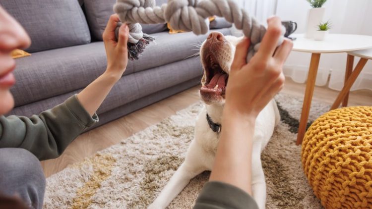 person playing with dog