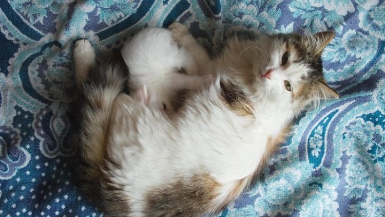 cat mother with newborn kittens