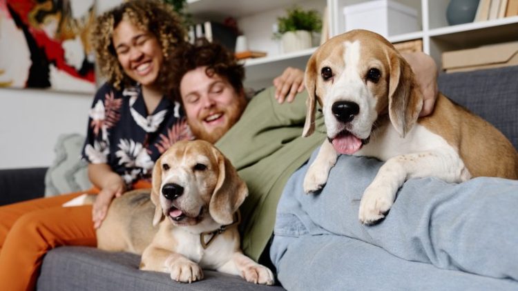 beagle dogs in foster home