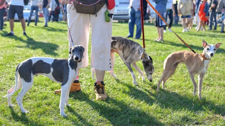 dog walking event outdoors