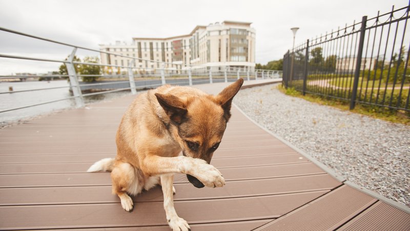 scared dog in urban area