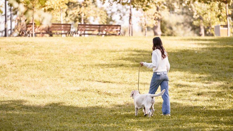 owner walking dog in park