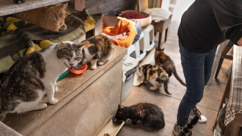 cat rescue shelter