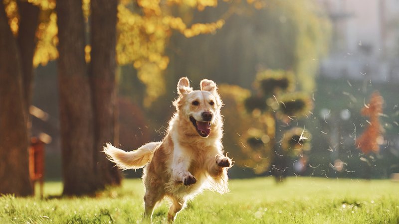 dog running in park