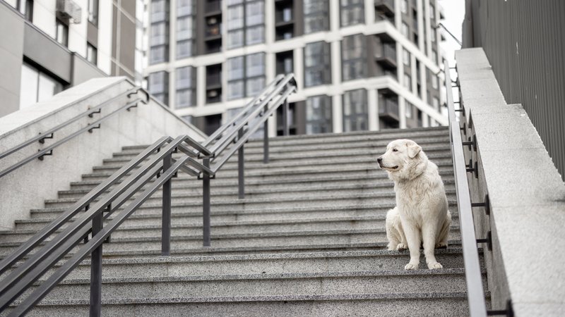 old dog descending stairs