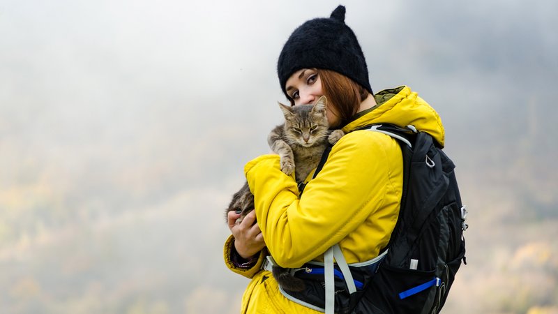 cat outdoor adventure