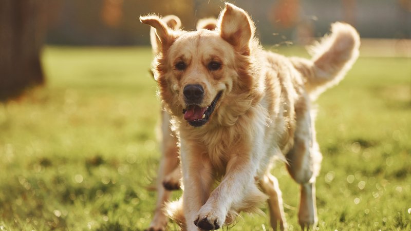 happy dog playing outdoors