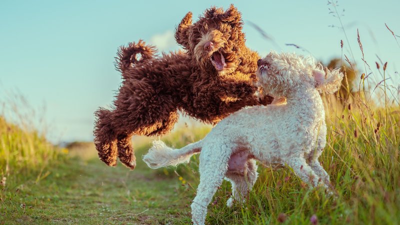 poodle playing outdoors