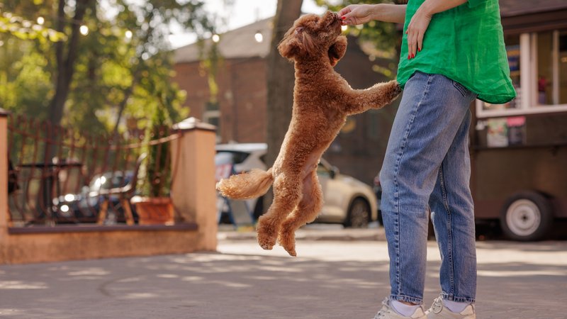 dog playing with delivery person