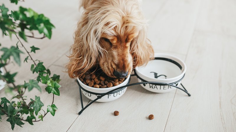 dog eating from bowl