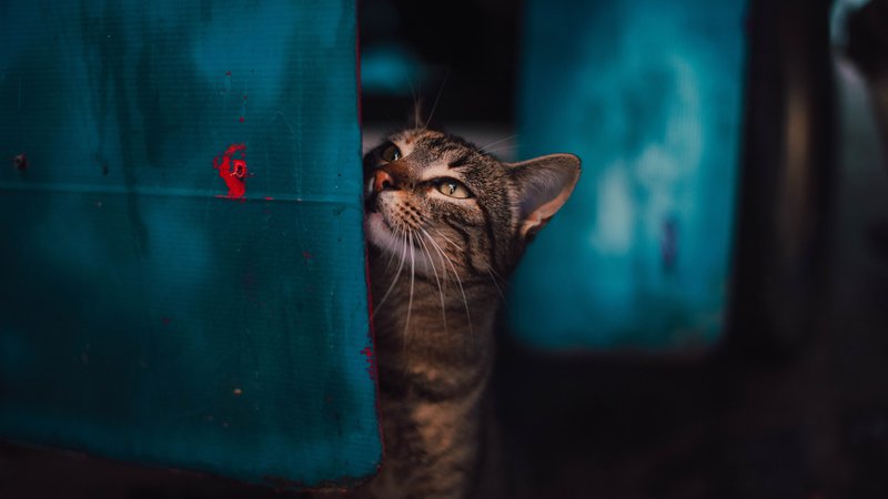 cat overcoming fear