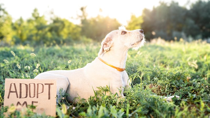 dog waiting for adoption