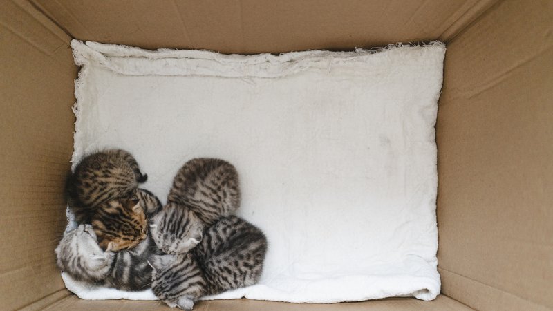 abandoned kittens in plastic bag