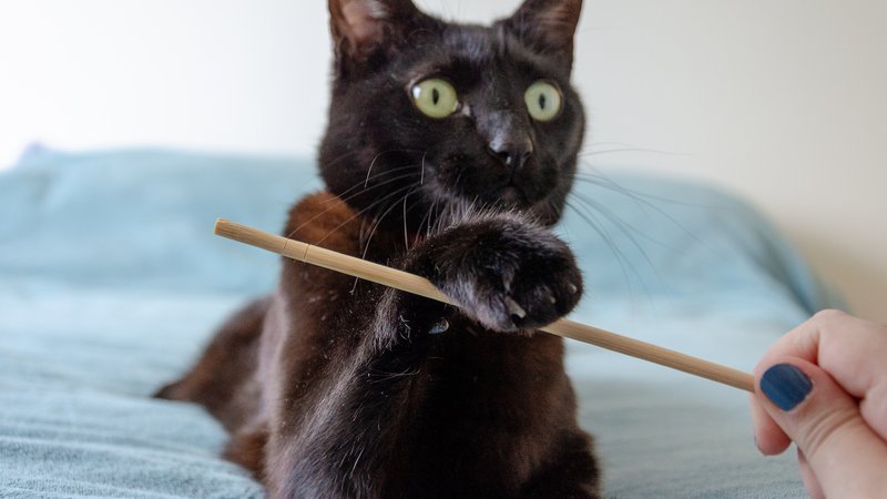 cat playing with matatabi stick