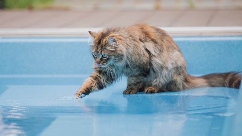 cat playing in water