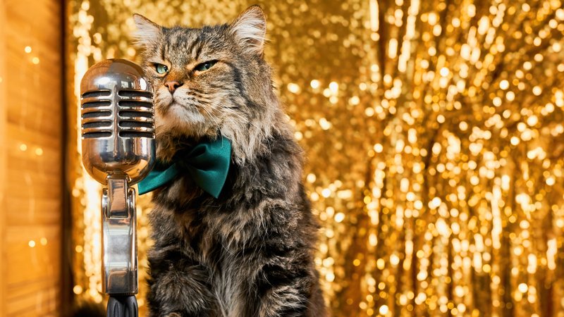 performing cat close-up