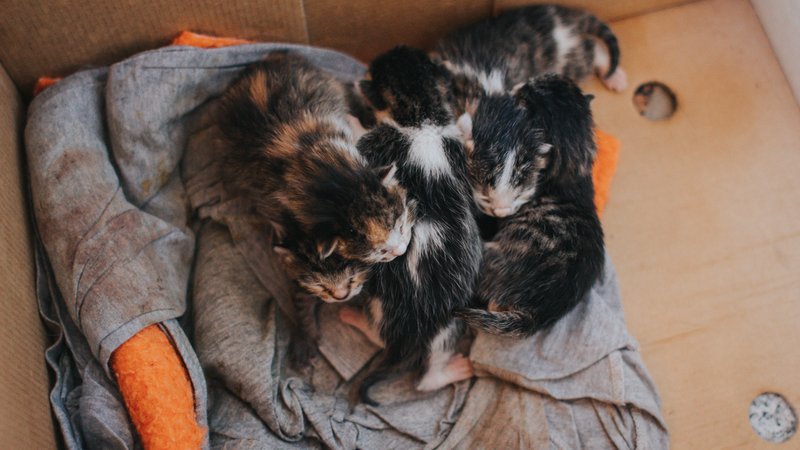 rescue kittens in trash bin