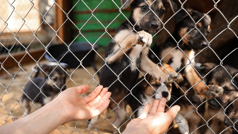 dog shelter kennel