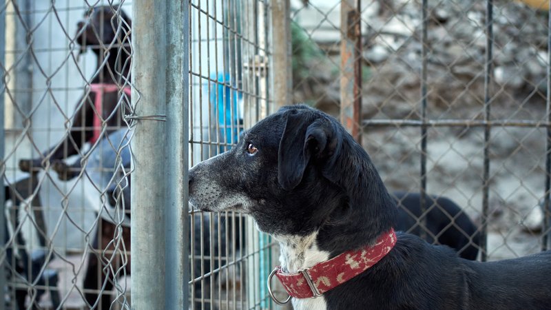 rescued dogs in shelter