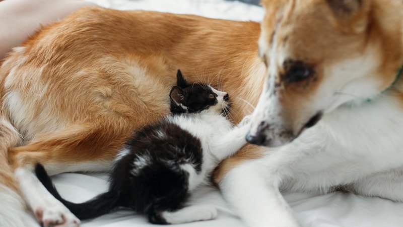 dog caring for kitten