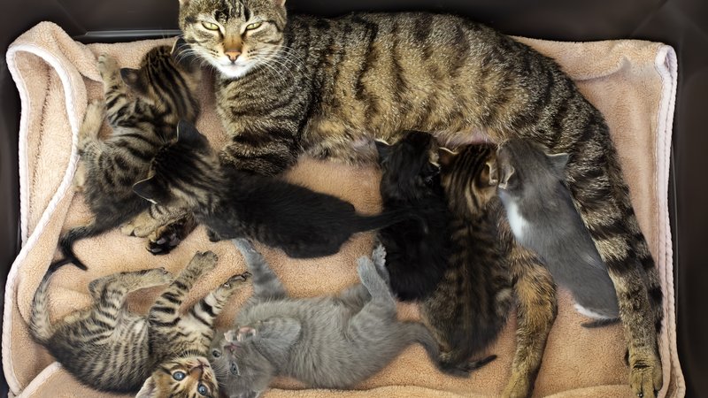 kitten litter on pillow