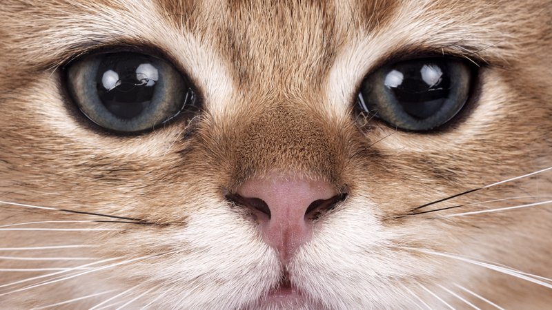 cute kitten close-up