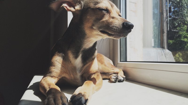 stray dog on window sill